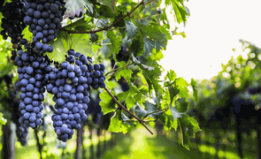 cabernet sauvignon a rainha das uvas tintas