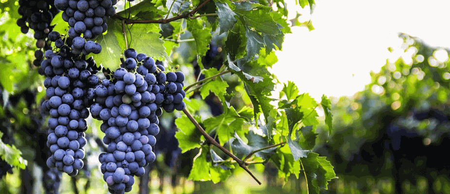 Cabernet Sauvignon: Mitos e Verdades