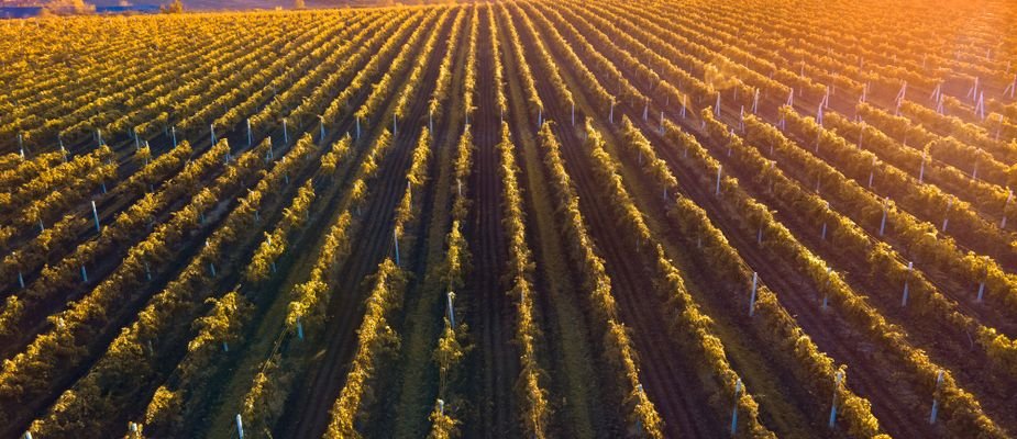 Como uma boa safra influencia no preço final do vinho Como uma boa safra influencia no preço final do vinho